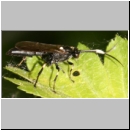 Stenichneumon militarius - Schlupfwespe 01c 13mm - fdet02b-Joel Valemberg.jpg